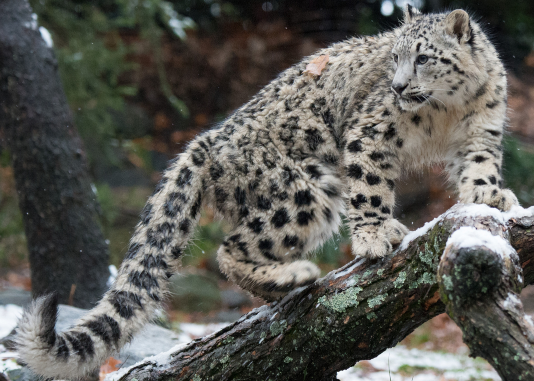 Himalayan Highlands, Bronx Zoo, (Image credits: Wildlife Conservation Society)