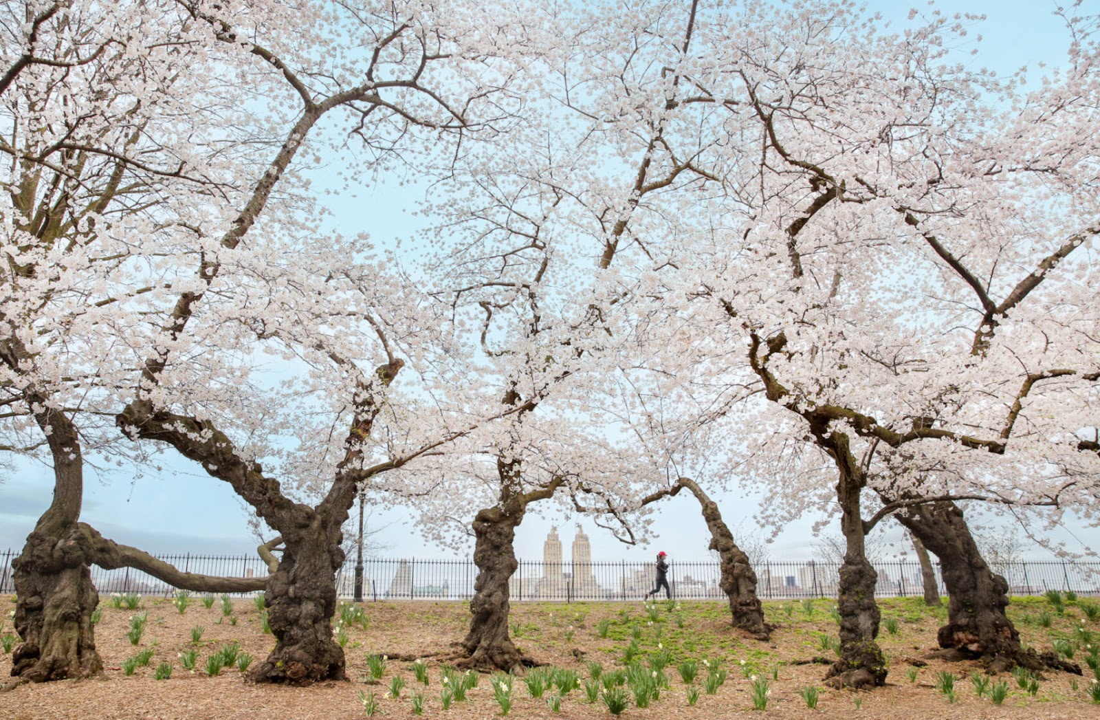 Spring in NYC: Top Events & Tips
