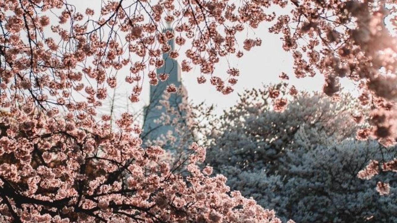 Cherry blossoms in full bloom framing city tower in New York City.