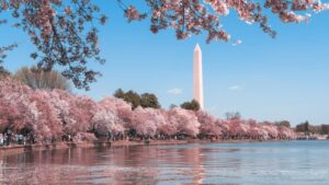Washington Monument framed by cherry blossoms at Tidal Basin.