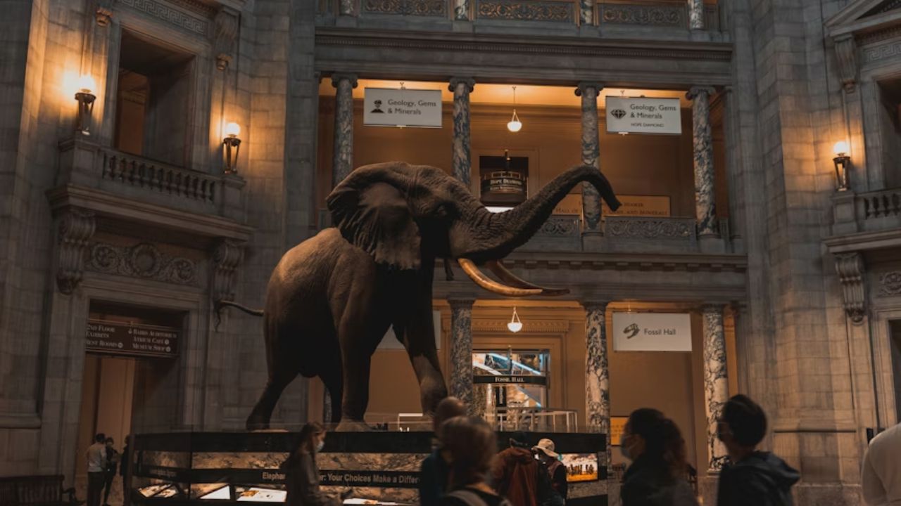 Smithsonian National Museum of Natural History rotunda with elephant.