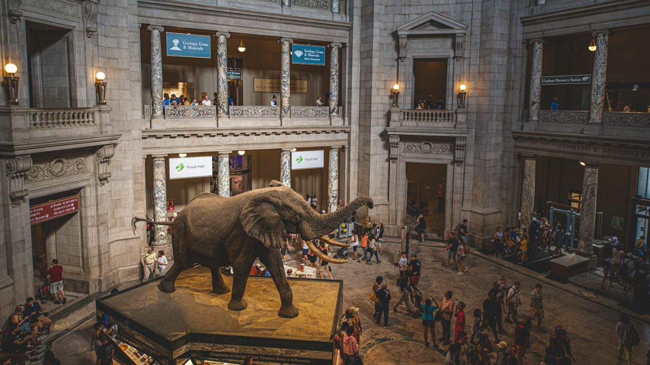  Smithsonian rotunda with African elephant and museum visitors.
