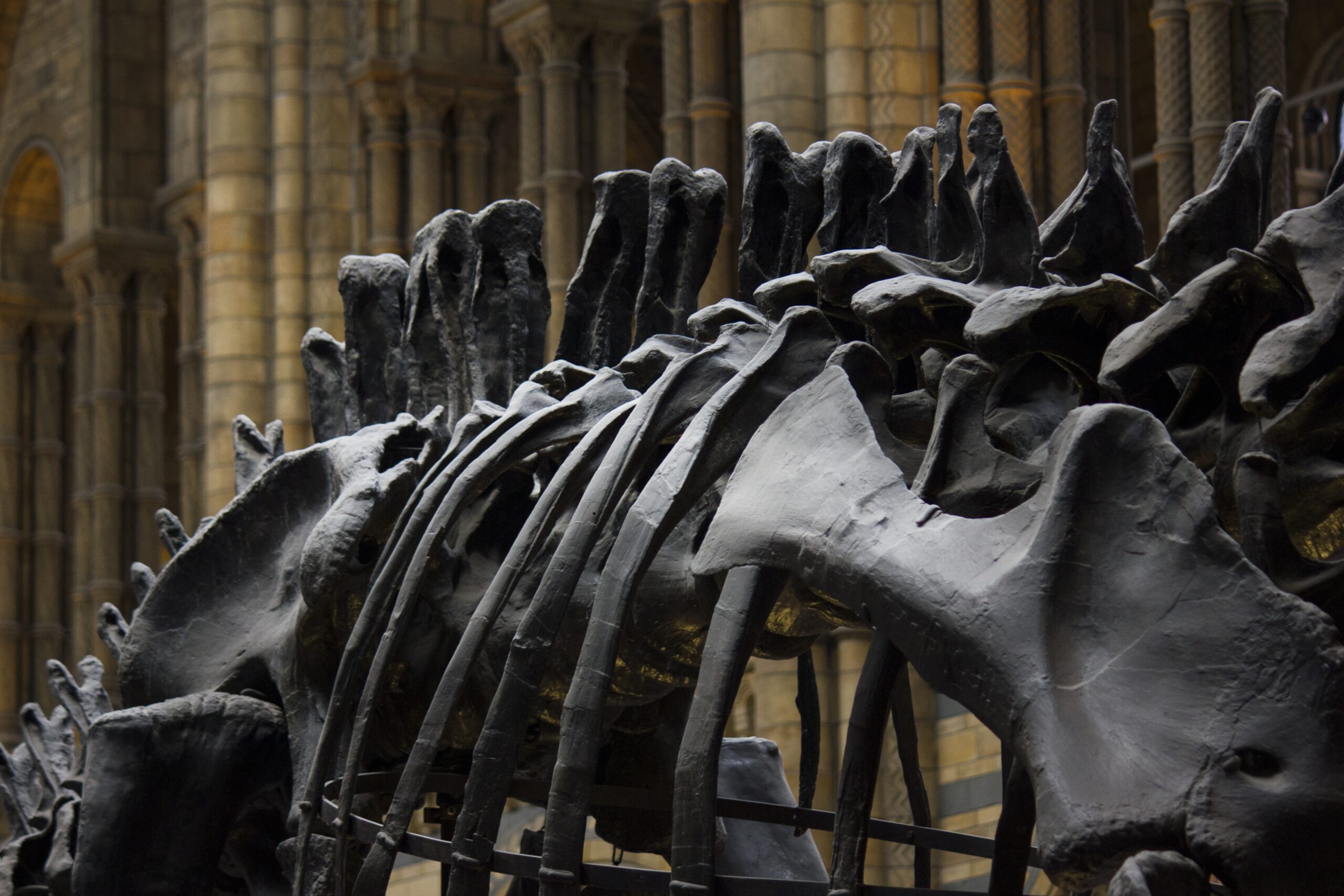 A large animal skeleton exhibit displayed at the American Museum of Natural History, showcasing a detailed fossil reconstruction in a museum gallery setting.