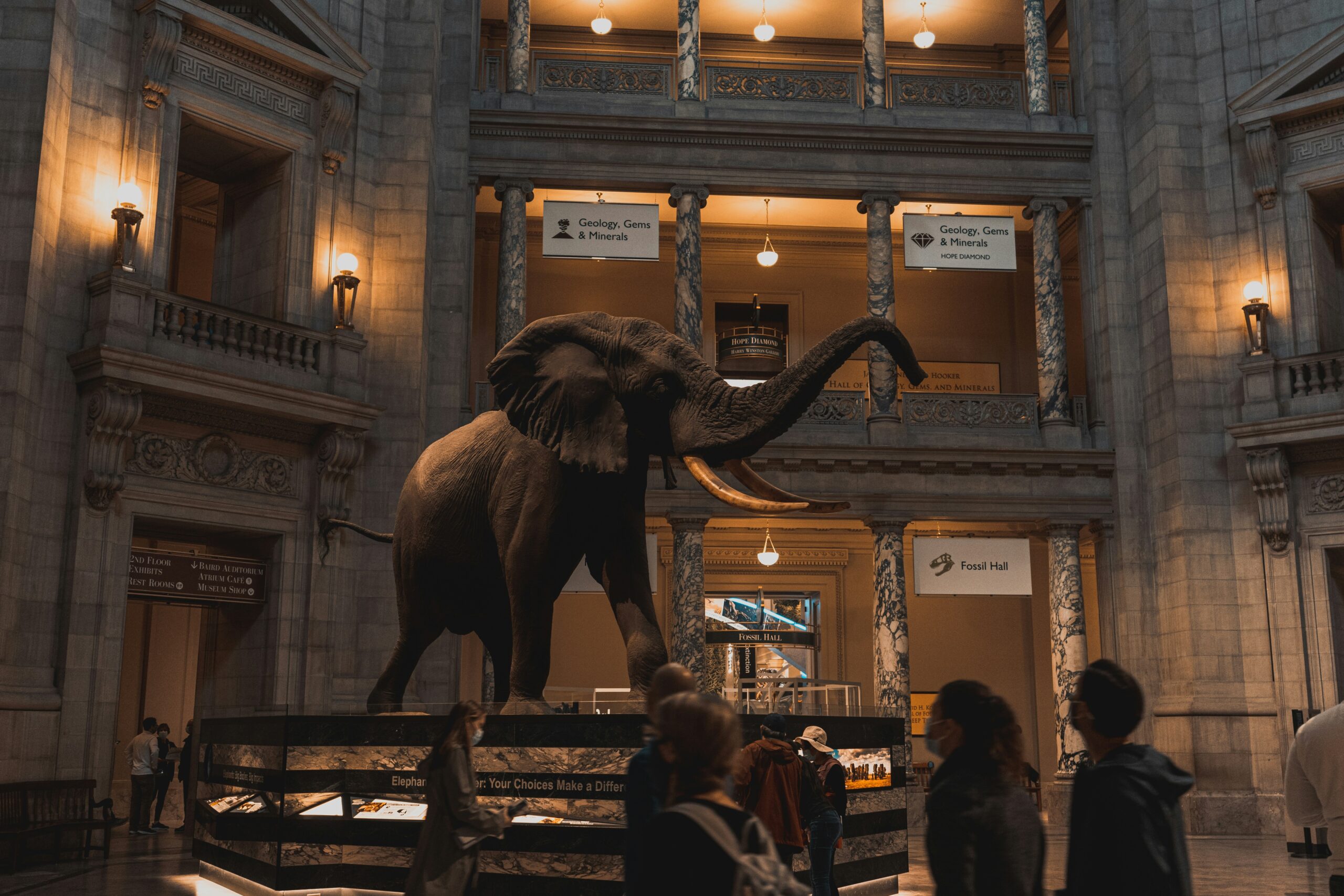 Smithsonian rotunda with iconic elephant centerpiece and exhibits. 