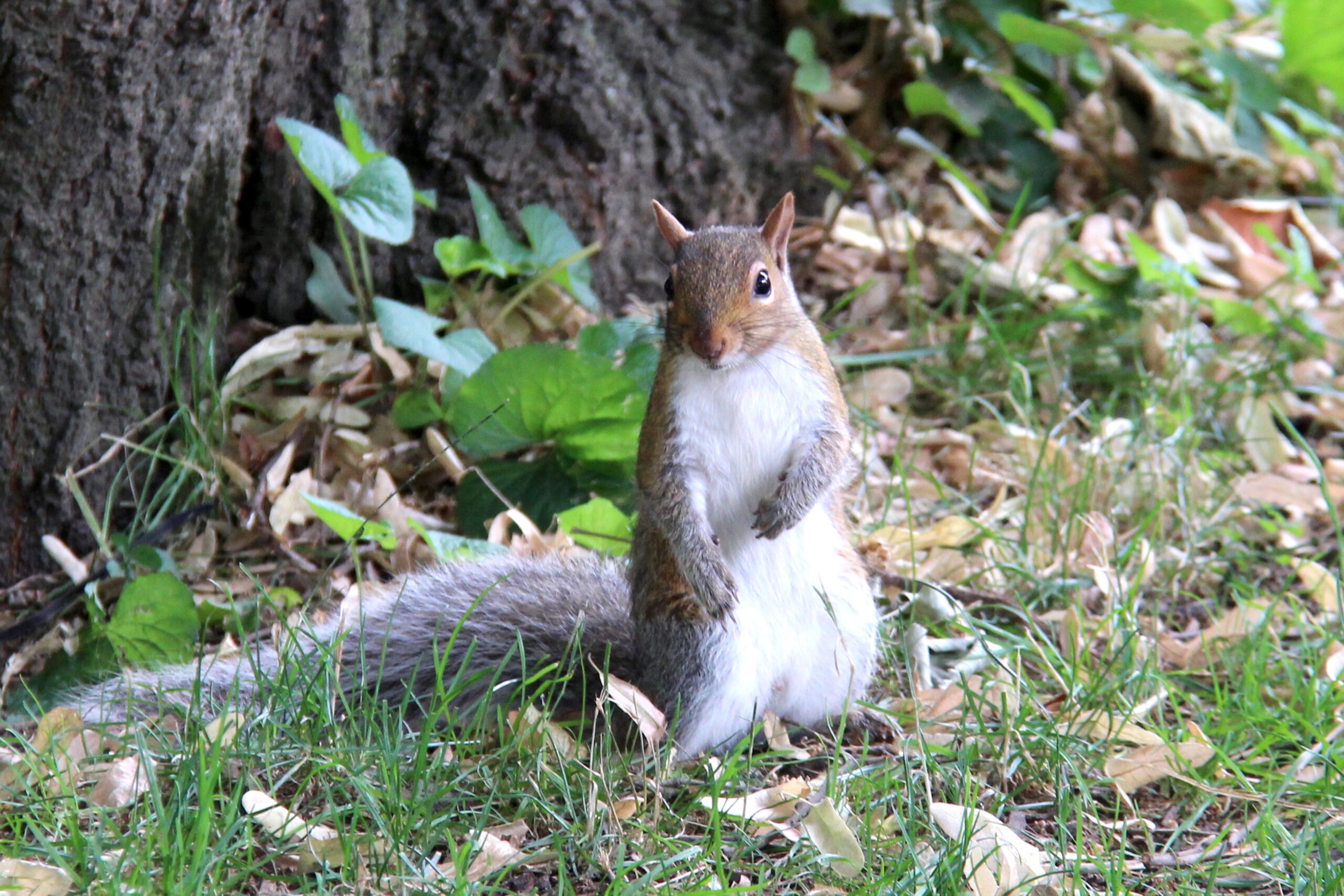 Squirrel sitting near trees and pathways at Central Park Zoo in New York City, surrounded by natural greenery and an urban park setting.