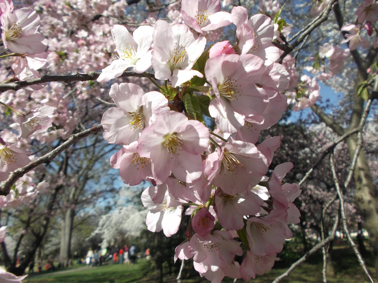 Close-up pink cherry blossoms with blue sky background.