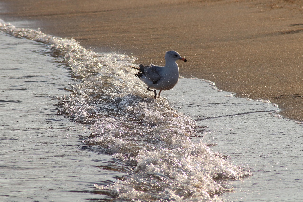 Seagull standing in foamy shoreline waves at sunset