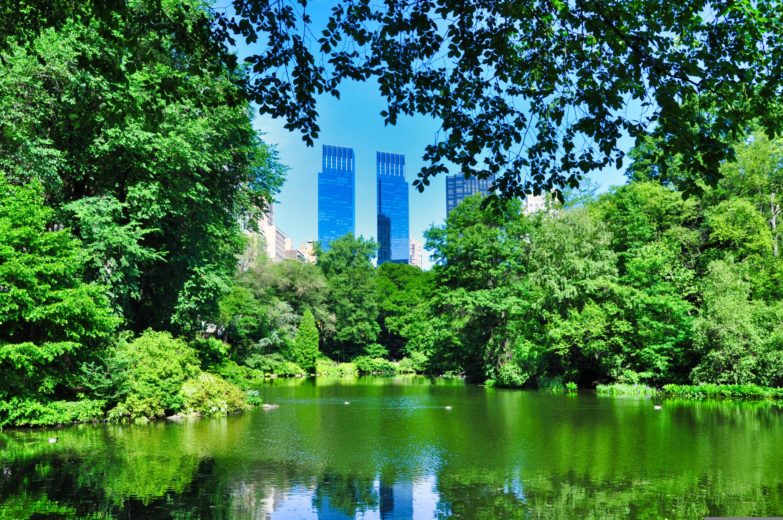 Skyscrapers framed by lush green park treesSkyscrapers framed by lush green park trees