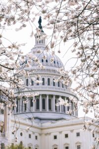 U.S. Capitol dome framed by blooming cherry blossoms
