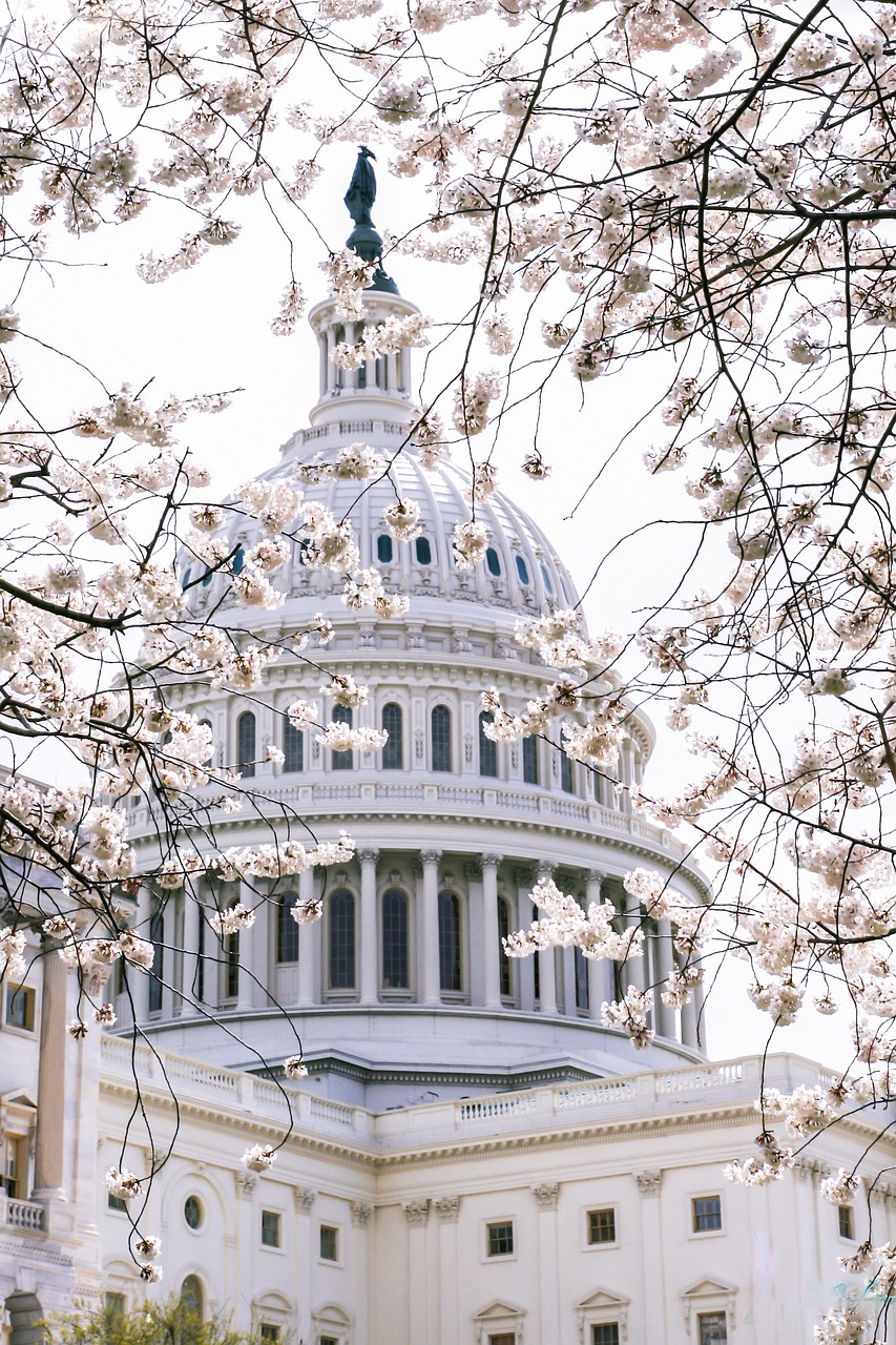 U.S. Capitol dome framed by blooming cherry blossoms