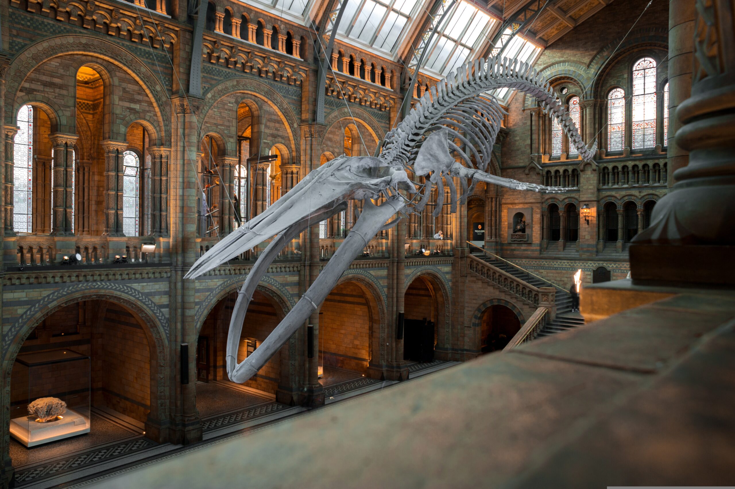 Whale skeleton suspended in ornate museum atrium