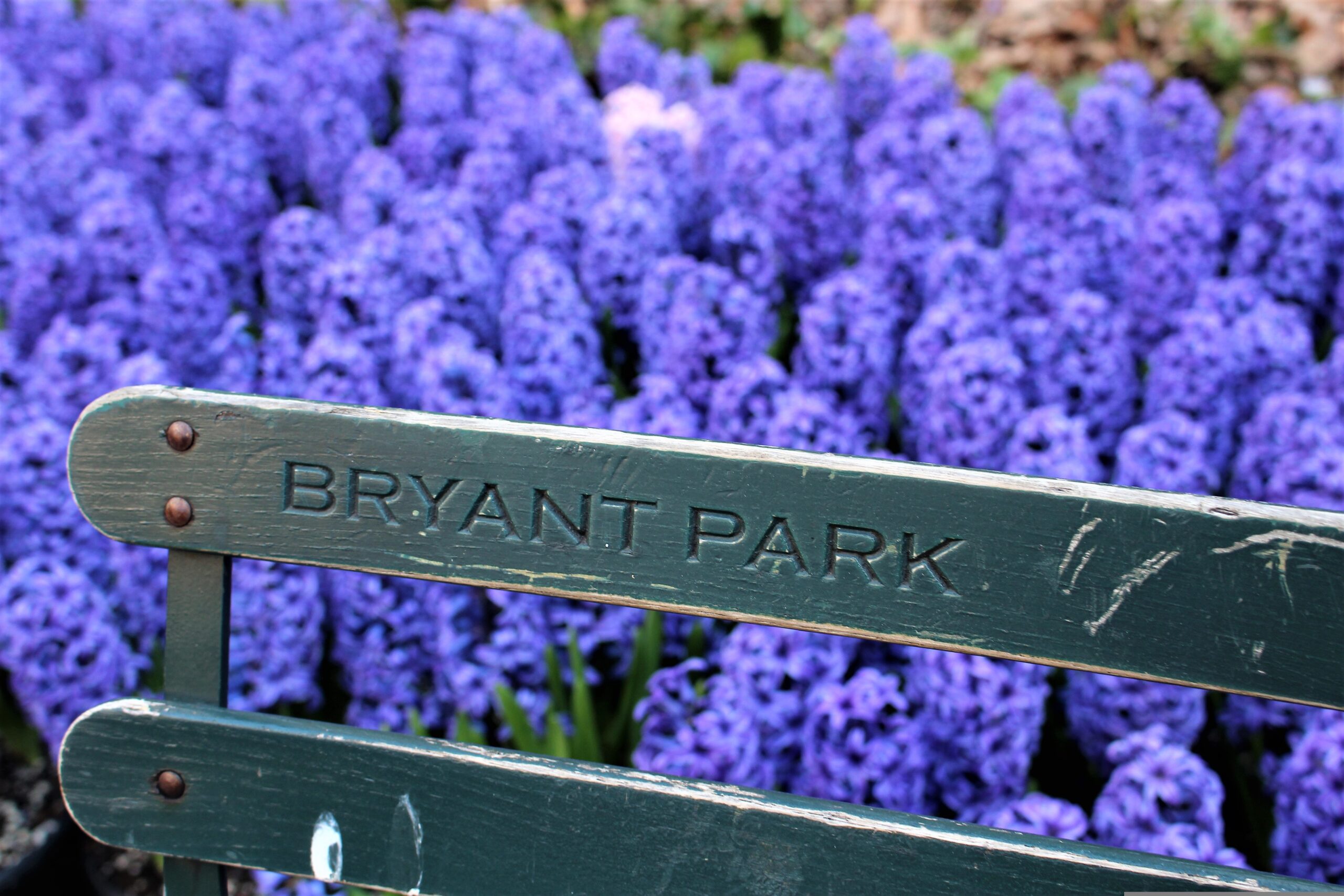 Bryant Park bench sign framed by purple hyacinth flowers