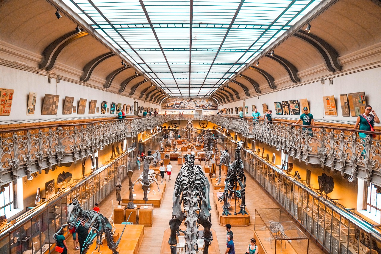 Grand gallery of fossil skeletons at a natural history museum